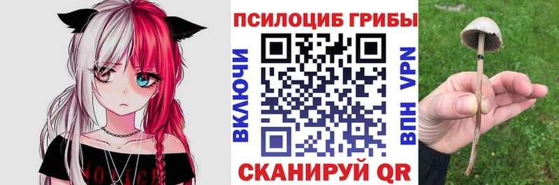 Псилоцибиновые грибы Cubensis  Купить где  Урюпинск 